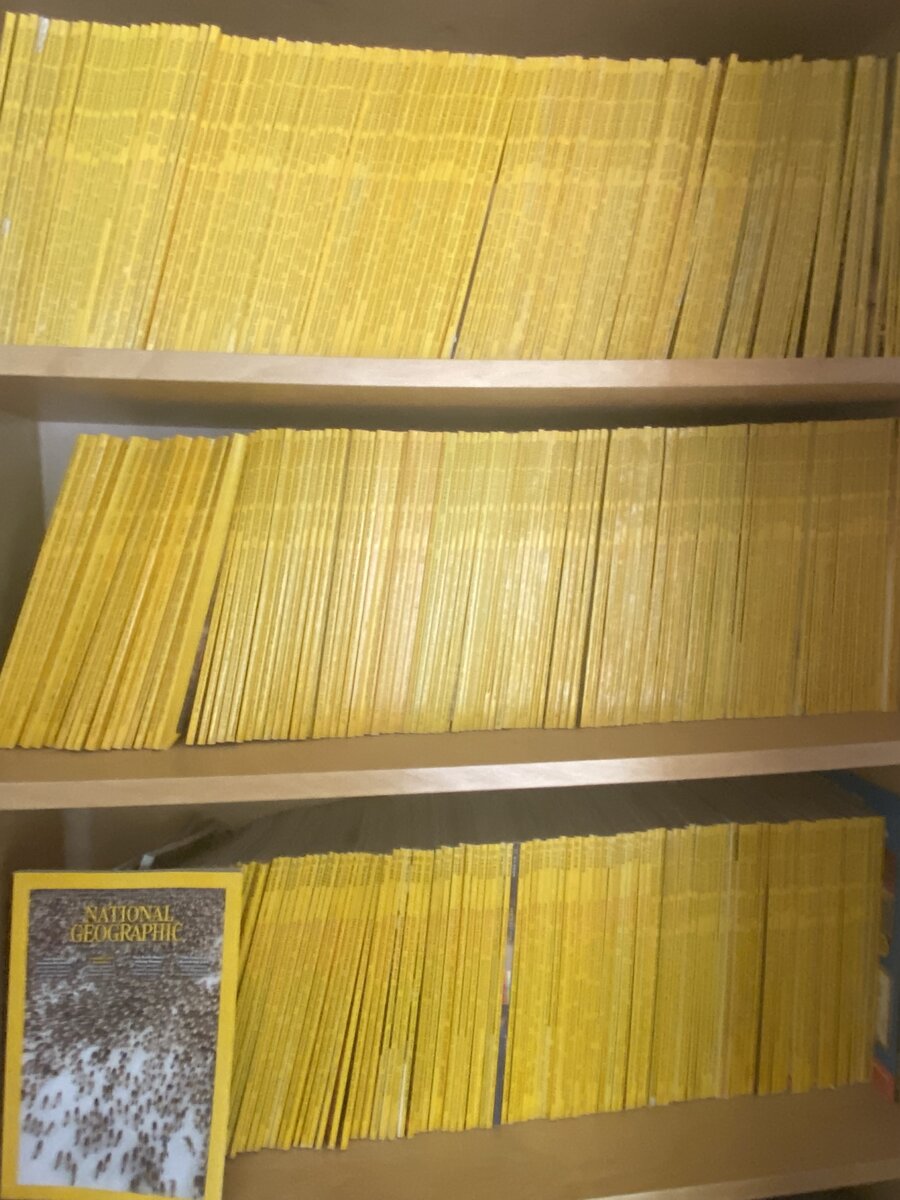 Shelves packed with decades of yellow-spined National Geographic magazines